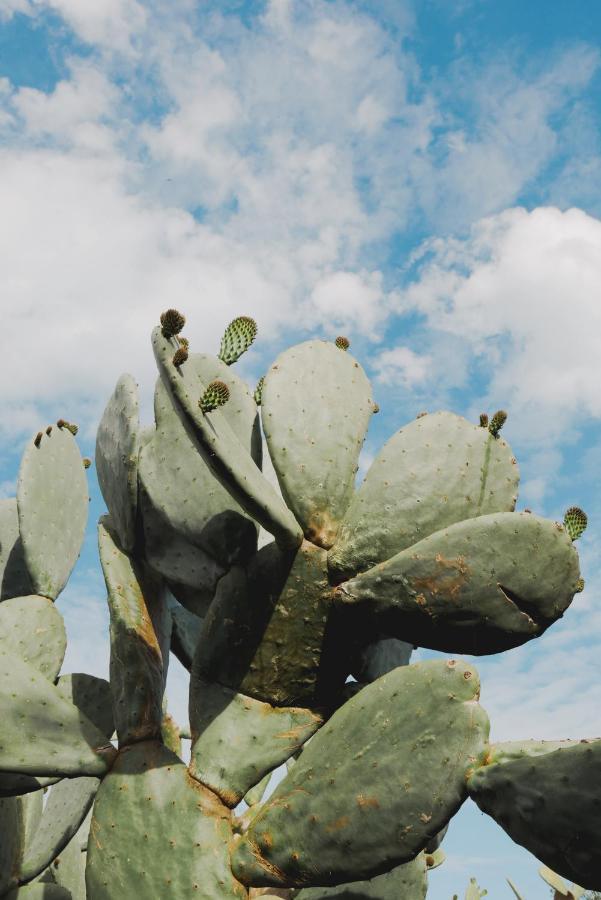 Masseria Paralupi เลชเช ภายนอก รูปภาพ